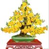 Tranh gạch 3d cây mai vàng dán tường trang trí đẹp 47