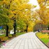 Tranh gạch dán tường cảnh con công xòe cánh đẹp 196