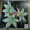 Tranh mosaic hoa ly nở trong đêm